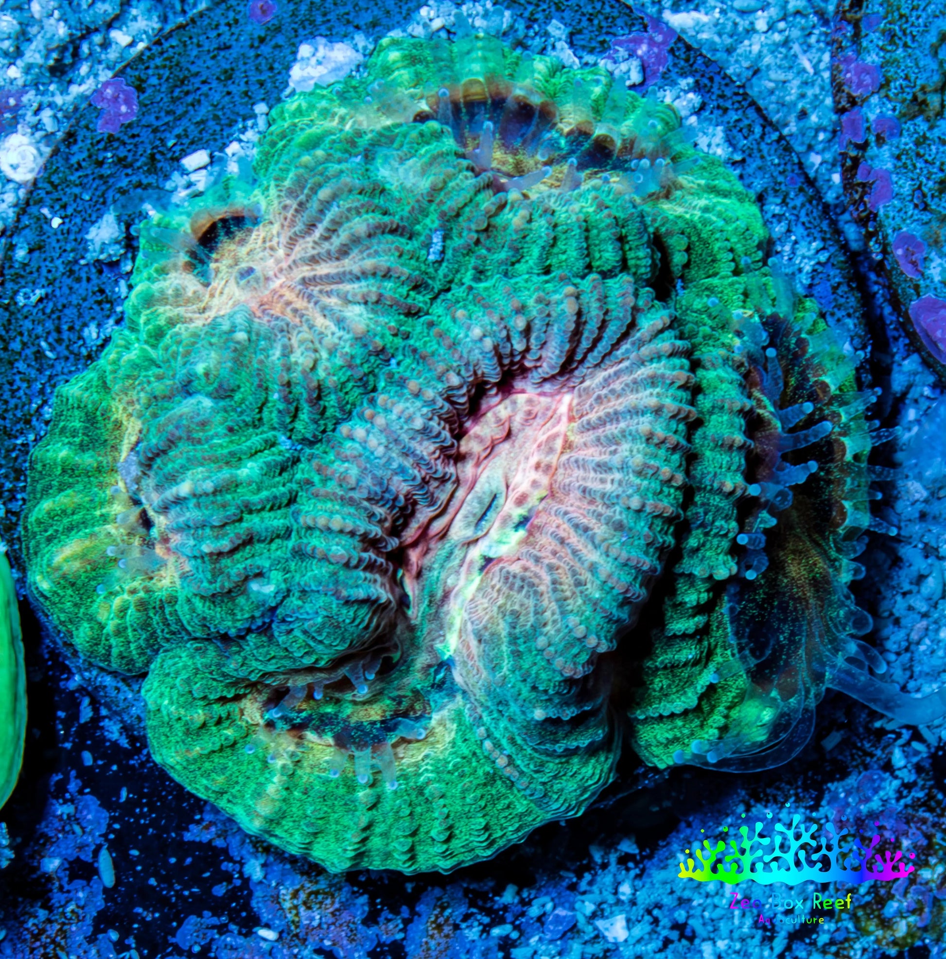 Favia Coral - Favia Frag WYSIWYG Favia Coral - Favia Frag WYSIWYG Aquarium Decor Favia Coral - Favia Frag WYSIWYG Zeo Box Reef