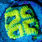 Favia Coral - Favia Frag WYSIWYG Favia Coral - Favia Frag WYSIWYG Aquarium Decor Favia Coral - Favia Frag WYSIWYG Zeo Box Reef