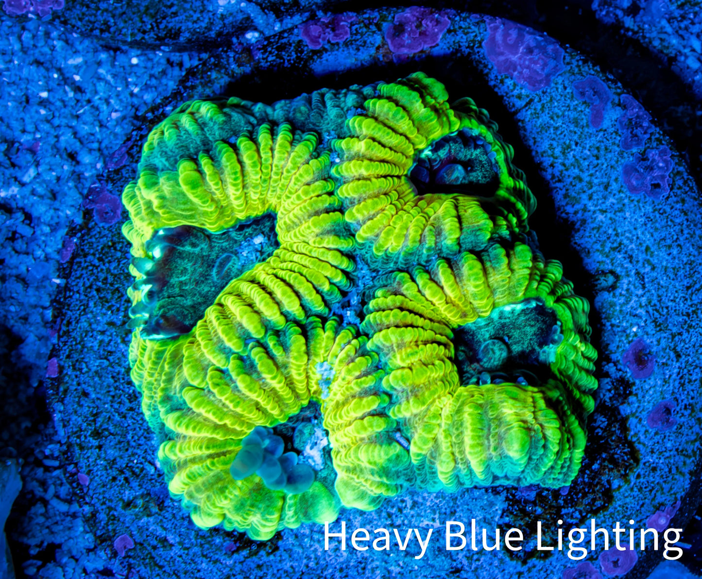 Favia Coral - Favia Frag WYSIWYG Favia Coral - Favia Frag WYSIWYG Aquarium Decor Favia Coral - Favia Frag WYSIWYG Zeo Box Reef
