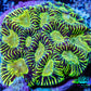 Favia Coral - Favia Frag WYSIWYG Favia Coral - Favia Frag WYSIWYG Aquarium Decor Favia Coral - Favia Frag WYSIWYG Zeo Box Reef