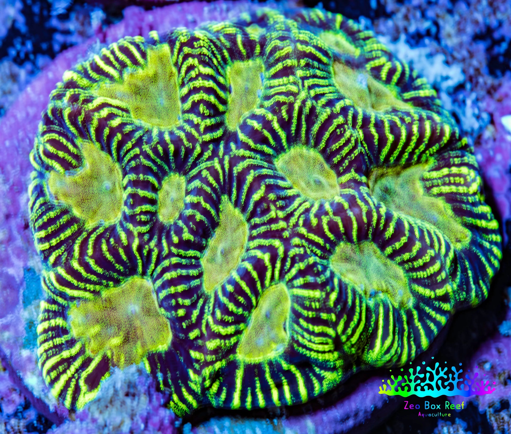 Favia Coral - Favia Frag WYSIWYG Favia Coral - Favia Frag WYSIWYG Aquarium Decor Favia Coral - Favia Frag WYSIWYG Zeo Box Reef