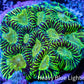 Favia Coral - Favia Frag WYSIWYG Favia Coral - Favia Frag WYSIWYG Aquarium Decor Favia Coral - Favia Frag WYSIWYG Zeo Box Reef