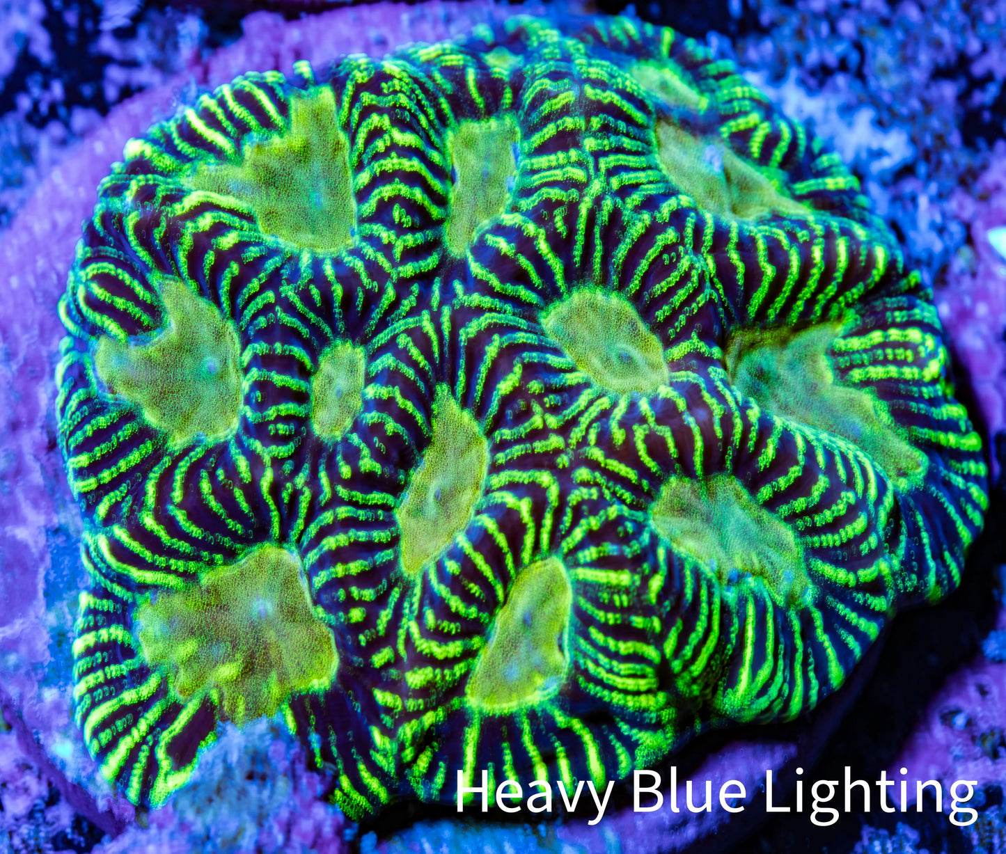 Favia Coral - Favia Frag WYSIWYG Favia Coral - Favia Frag WYSIWYG Aquarium Decor Favia Coral - Favia Frag WYSIWYG Zeo Box Reef