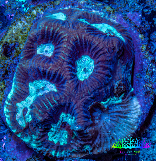 Favia Coral - Favia Frag WYSIWYG Favia Coral - Favia Frag WYSIWYG Aquarium Decor Favia Coral - Favia Frag WYSIWYG Zeo Box Reef
