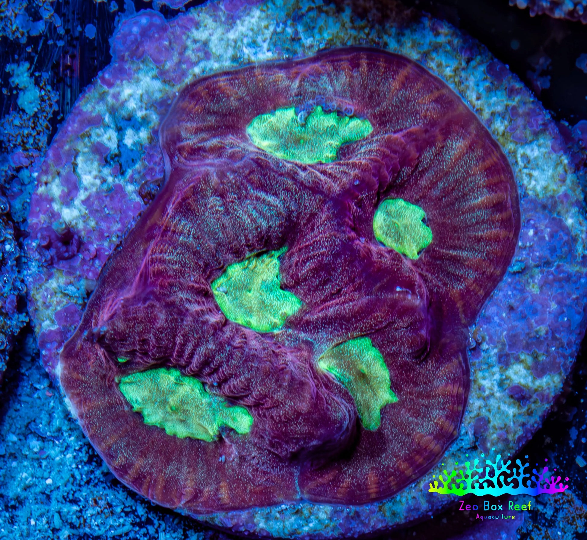 Favia Coral - Favia Frag WYSIWYG Favia Coral - Favia Frag WYSIWYG Aquarium Decor Favia Coral - Favia Frag WYSIWYG Zeo Box Reef