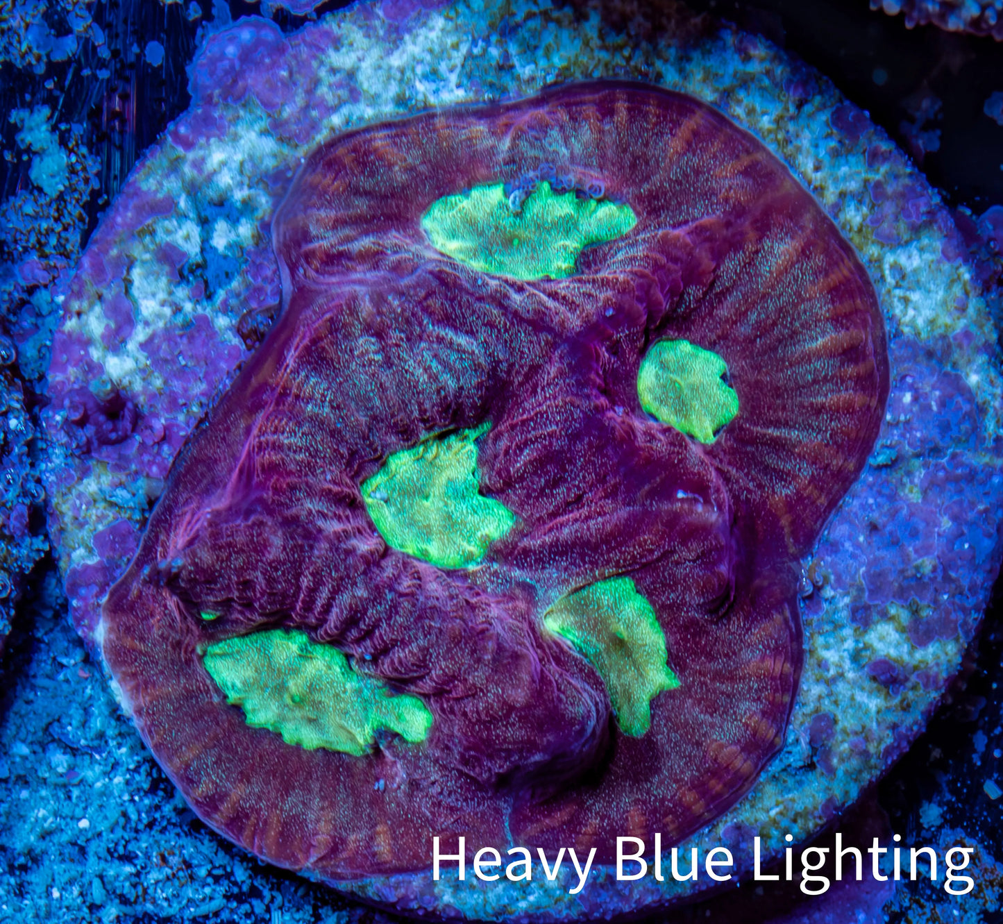 Favia Coral - Favia Frag WYSIWYG Favia Coral - Favia Frag WYSIWYG Aquarium Decor Favia Coral - Favia Frag WYSIWYG Zeo Box Reef