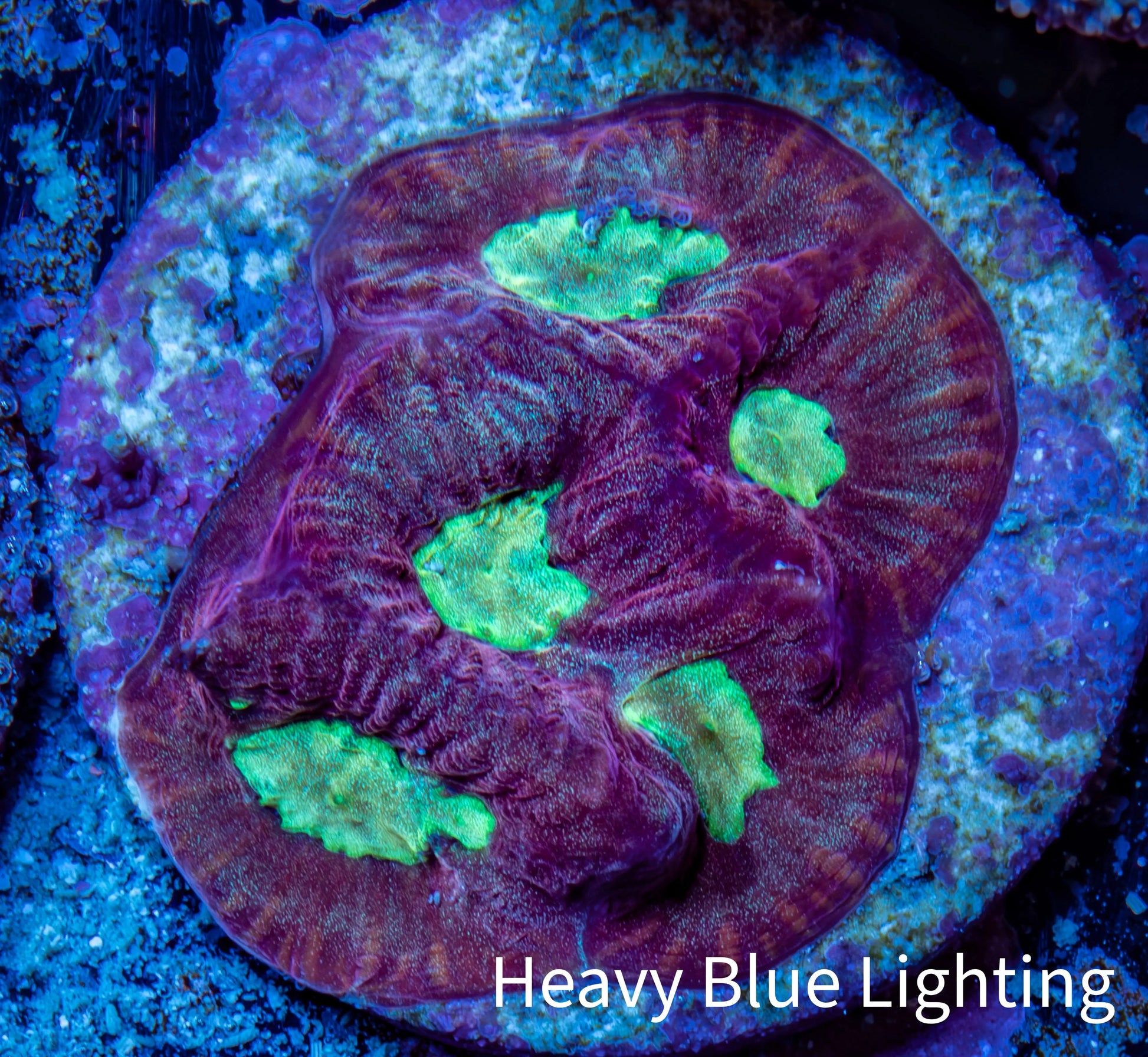 Favia Coral - Favia Frag WYSIWYG Favia Coral - Favia Frag WYSIWYG Aquarium Decor Favia Coral - Favia Frag WYSIWYG Zeo Box Reef