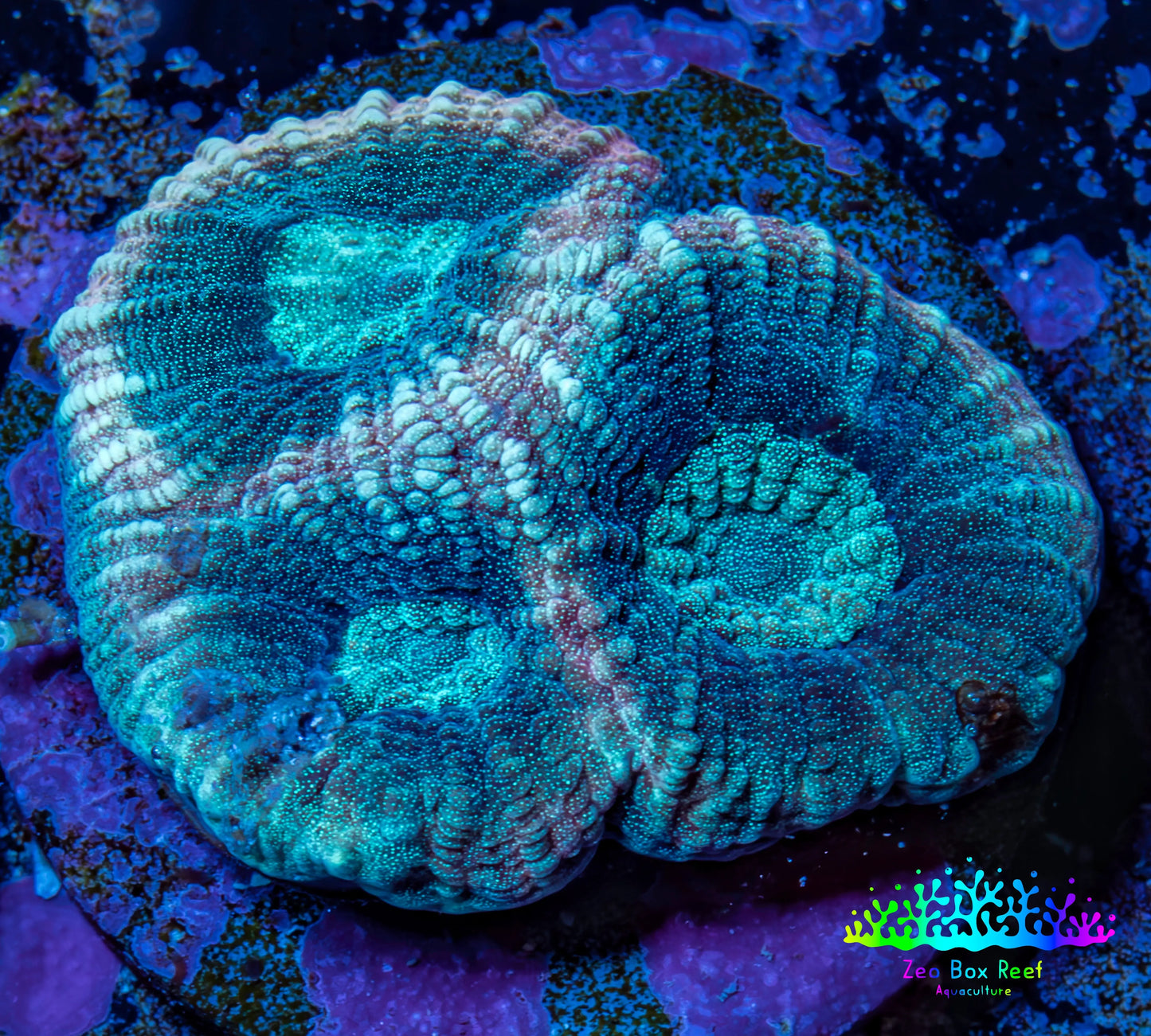 Favia Coral - Favia Frag WYSIWYG Favia Coral - Favia Frag WYSIWYG Aquarium Decor Favia Coral - Favia Frag WYSIWYG Zeo Box Reef