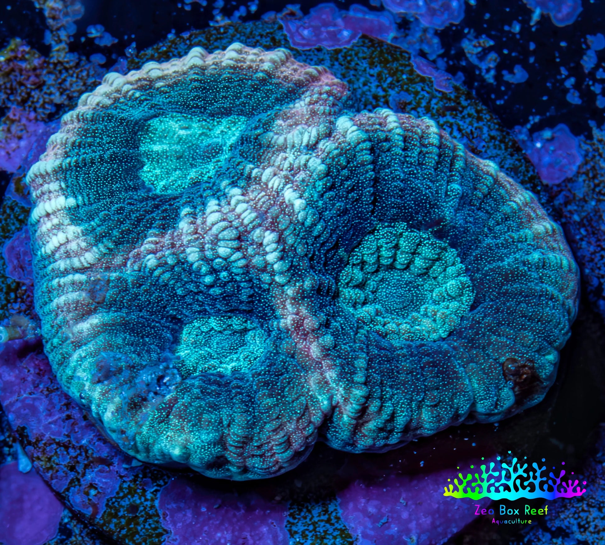 Favia Coral - Favia Frag WYSIWYG Favia Coral - Favia Frag WYSIWYG Aquarium Decor Favia Coral - Favia Frag WYSIWYG Zeo Box Reef