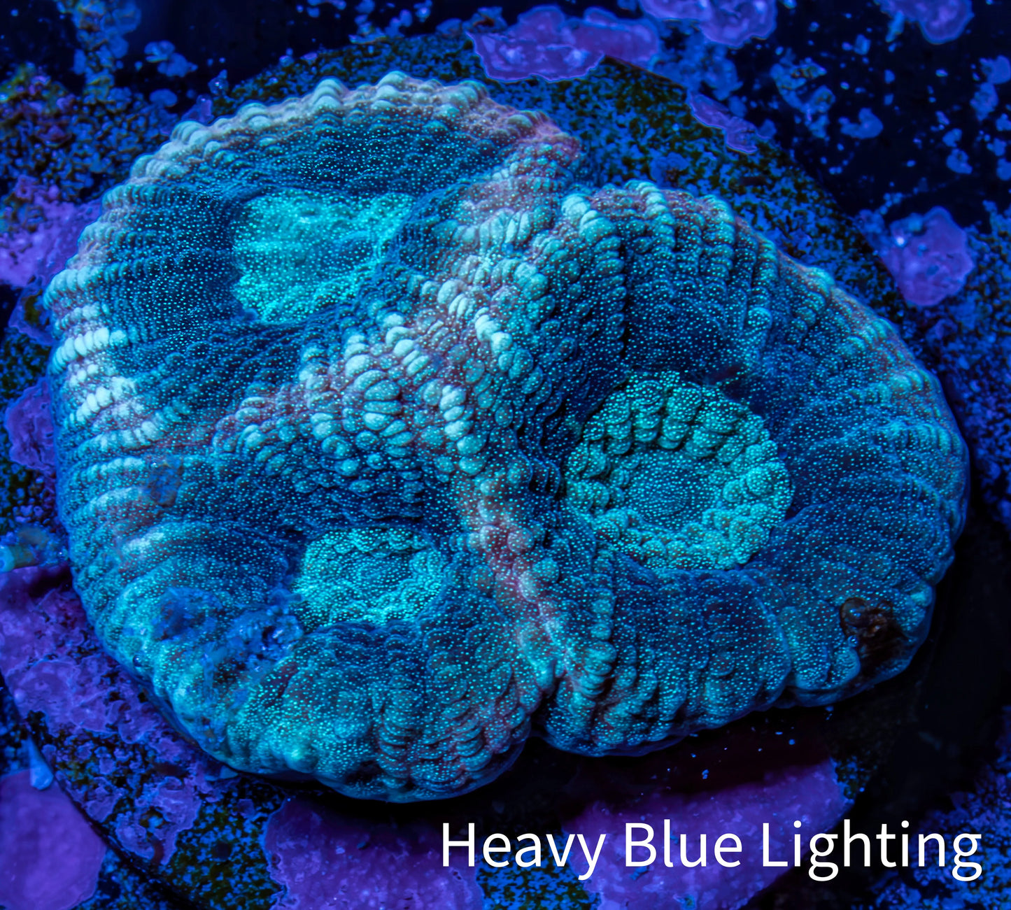 Favia Coral - Favia Frag WYSIWYG Favia Coral - Favia Frag WYSIWYG Aquarium Decor Favia Coral - Favia Frag WYSIWYG Zeo Box Reef