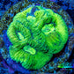 Favia Coral - Favia Frag WYSIWYG Favia Coral - Favia Frag WYSIWYG Aquarium Decor Favia Coral - Favia Frag WYSIWYG Zeo Box Reef