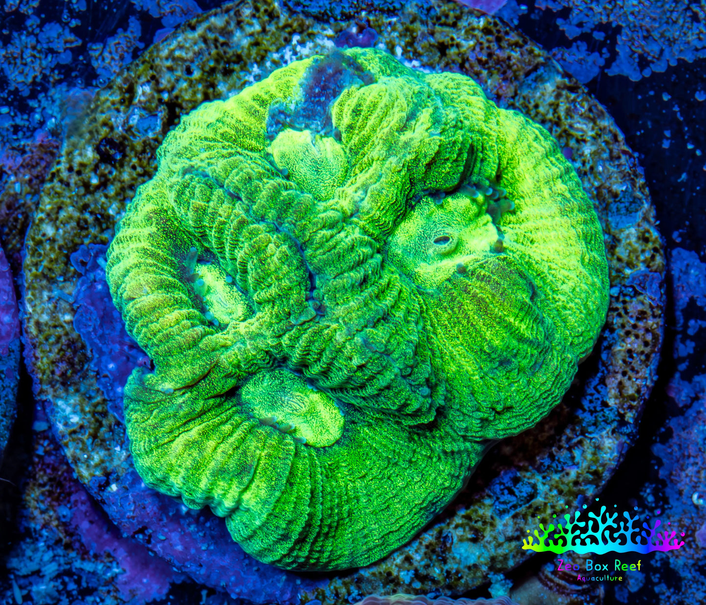 Favia Coral - Favia Frag WYSIWYG Favia Coral - Favia Frag WYSIWYG Aquarium Decor Favia Coral - Favia Frag WYSIWYG Zeo Box Reef