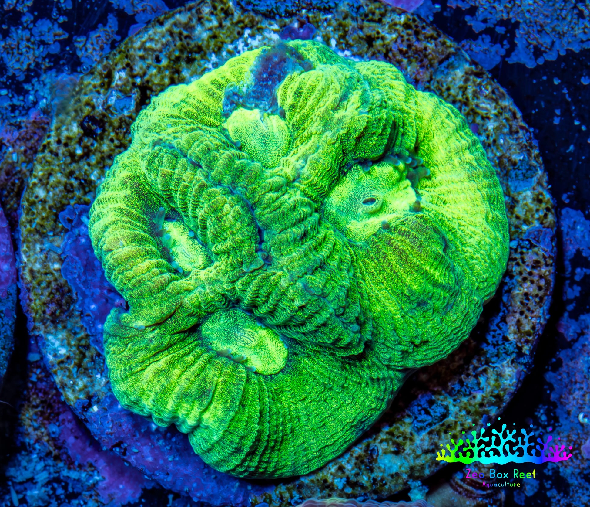 Favia Coral - Favia Frag WYSIWYG Favia Coral - Favia Frag WYSIWYG Aquarium Decor Favia Coral - Favia Frag WYSIWYG Zeo Box Reef