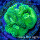 Favia Coral - Favia Frag WYSIWYG Favia Coral - Favia Frag WYSIWYG Aquarium Decor Favia Coral - Favia Frag WYSIWYG Zeo Box Reef
