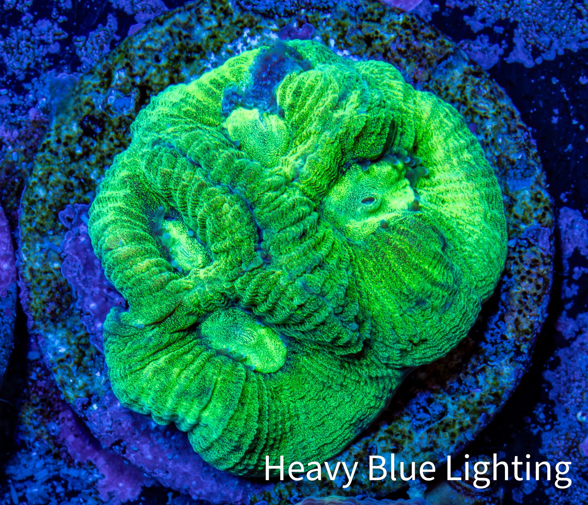 Favia Coral - Favia Frag WYSIWYG Favia Coral - Favia Frag WYSIWYG Aquarium Decor Favia Coral - Favia Frag WYSIWYG Zeo Box Reef