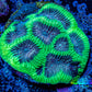 Favia Coral - Favia Frag WYSIWYG Favia Coral - Favia Frag WYSIWYG Aquarium Decor Favia Coral - Favia Frag WYSIWYG Zeo Box Reef