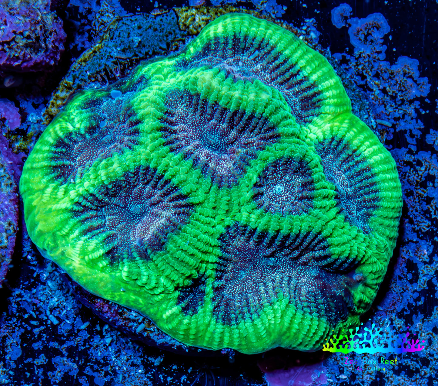 Favia Coral - Favia Frag WYSIWYG Favia Coral - Favia Frag WYSIWYG Aquarium Decor Favia Coral - Favia Frag WYSIWYG Zeo Box Reef