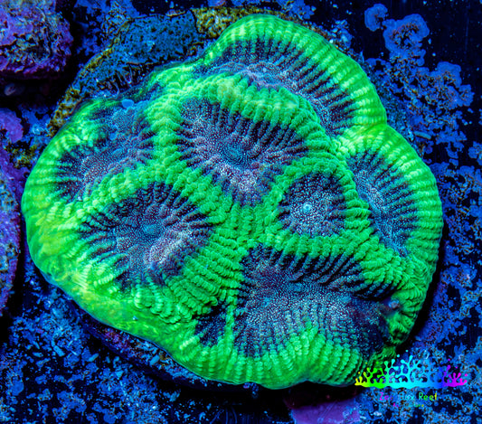 Favia Coral - Favia Frag WYSIWYG Favia Coral - Favia Frag WYSIWYG Aquarium Decor Favia Coral - Favia Frag WYSIWYG Zeo Box Reef
