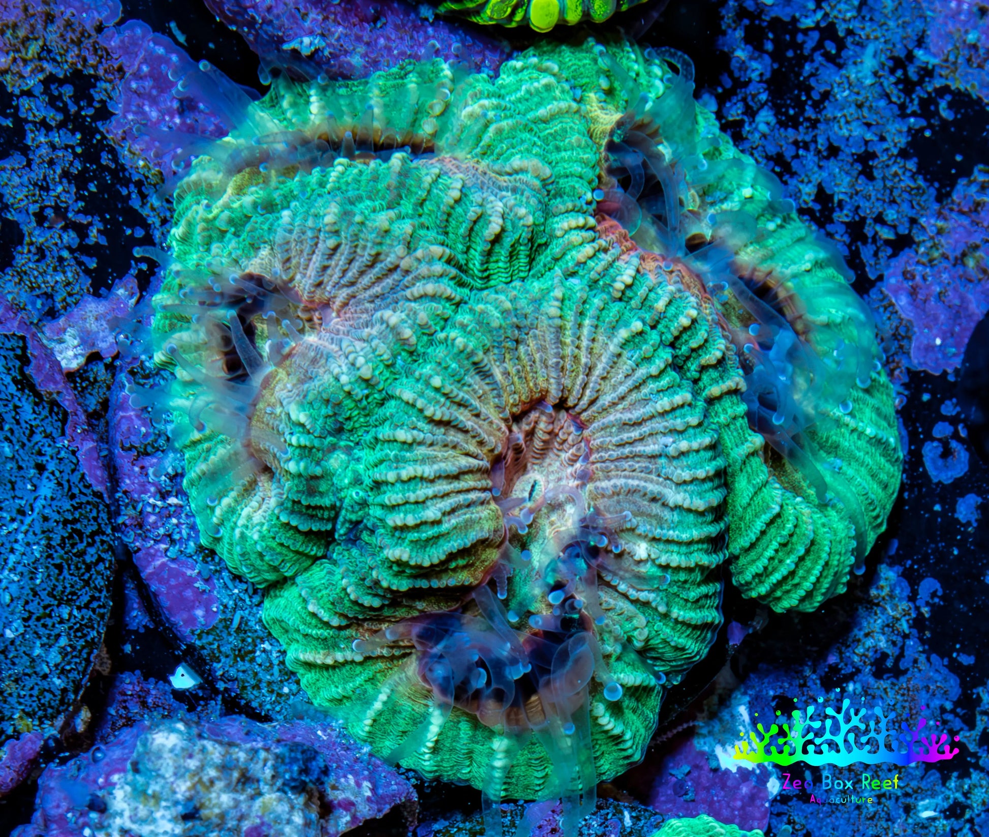 Favia Coral - Favia Frag WYSIWYG Favia Coral - Favia Frag WYSIWYG Aquarium Decor Favia Coral - Favia Frag WYSIWYG Zeo Box Reef