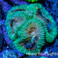 Favia Coral - Favia Frag WYSIWYG Favia Coral - Favia Frag WYSIWYG Aquarium Decor Favia Coral - Favia Frag WYSIWYG Zeo Box Reef