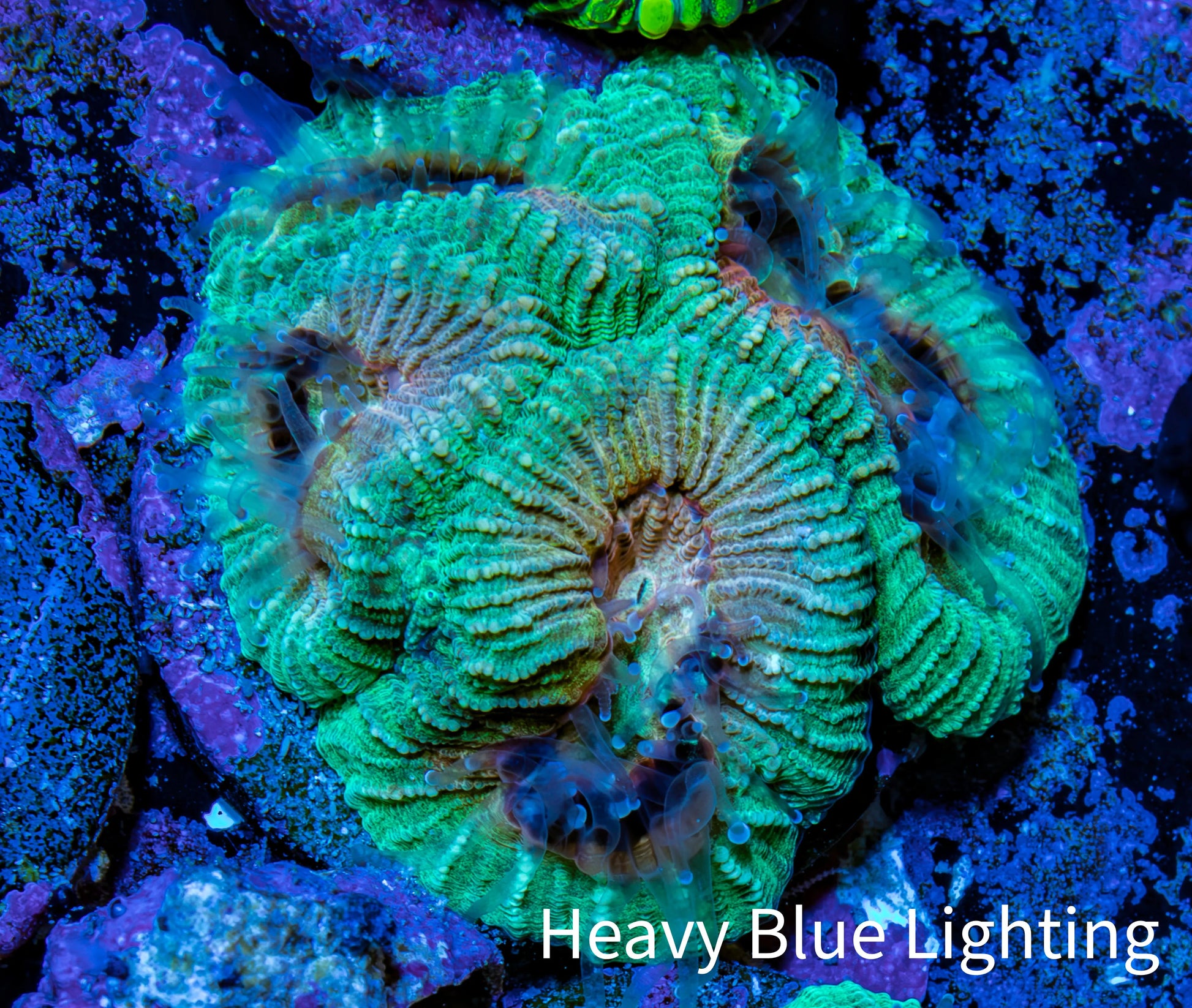 Favia Coral - Favia Frag WYSIWYG Favia Coral - Favia Frag WYSIWYG Aquarium Decor Favia Coral - Favia Frag WYSIWYG Zeo Box Reef