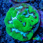Favia Coral - Favia Frag WYSIWYG Favia Coral - Favia Frag WYSIWYG Aquarium Decor Favia Coral - Favia Frag WYSIWYG Zeo Box Reef