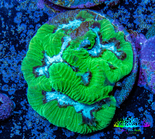 Favia Coral - Favia Frag WYSIWYG Favia Coral - Favia Frag WYSIWYG Aquarium Decor Favia Coral - Favia Frag WYSIWYG Zeo Box Reef