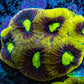 Favia Coral - Favia Frag WYSIWYG Favia Coral - Favia Frag WYSIWYG Aquarium Decor Favia Coral - Favia Frag WYSIWYG Zeo Box Reef