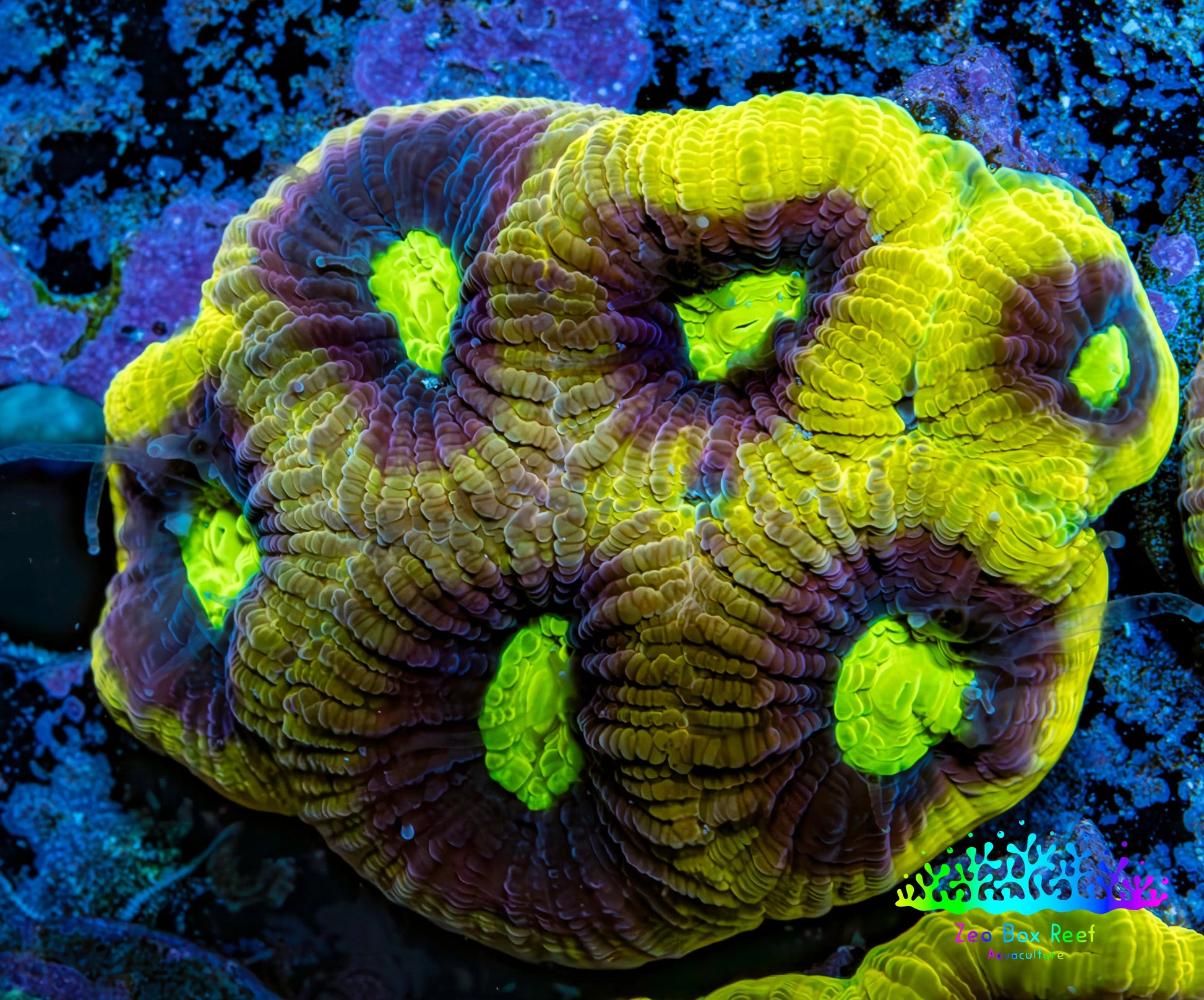 Favia Coral - Favia Frag WYSIWYG Favia Coral - Favia Frag WYSIWYG Aquarium Decor Favia Coral - Favia Frag WYSIWYG Zeo Box Reef