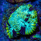 Favia Coral - Favia Frag WYSIWYG Favia Coral - Favia Frag WYSIWYG Aquarium Decor Favia Coral - Favia Frag WYSIWYG Zeo Box Reef