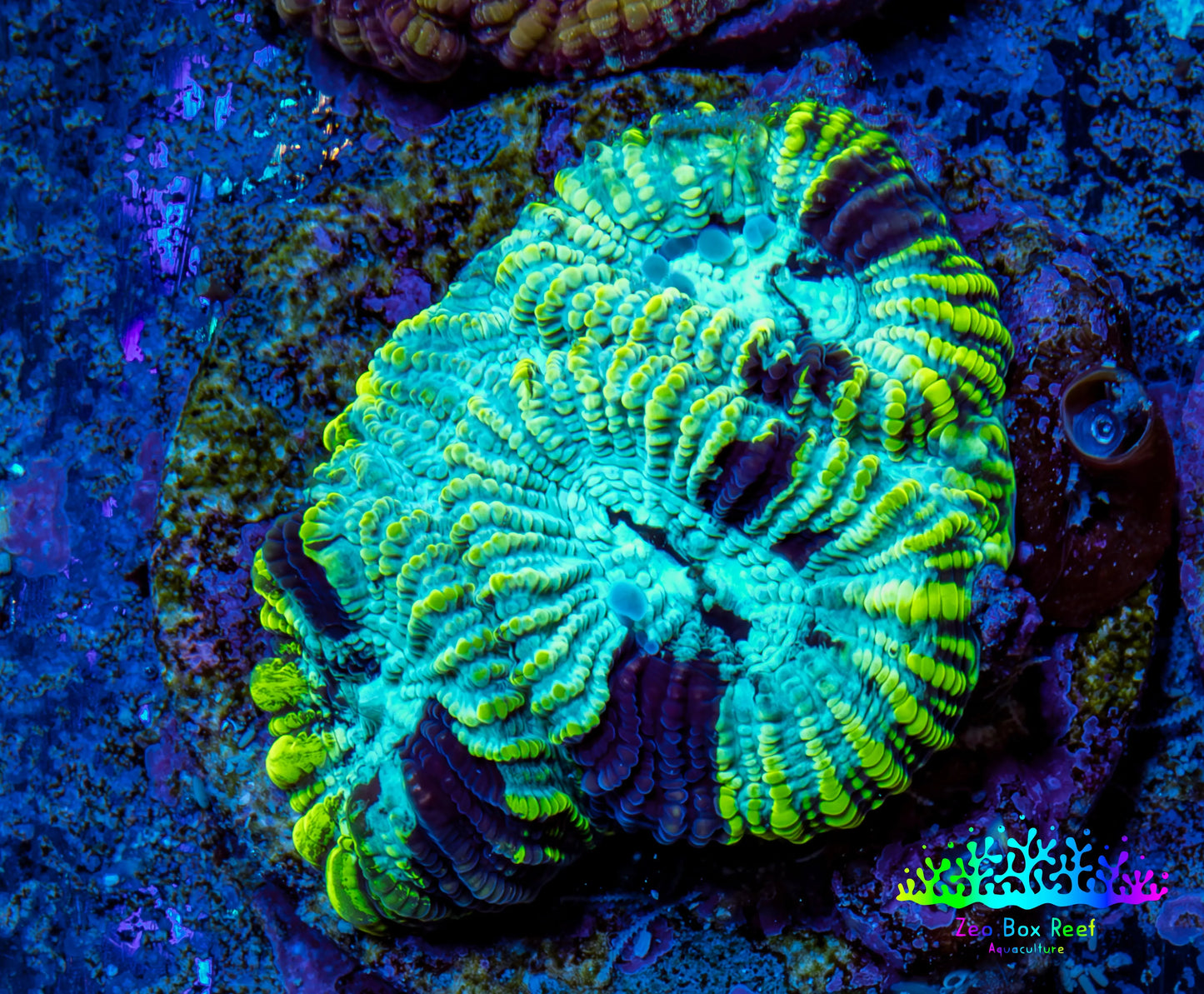 Favia Coral - Favia Frag WYSIWYG Favia Coral - Favia Frag WYSIWYG Aquarium Decor Favia Coral - Favia Frag WYSIWYG Zeo Box Reef