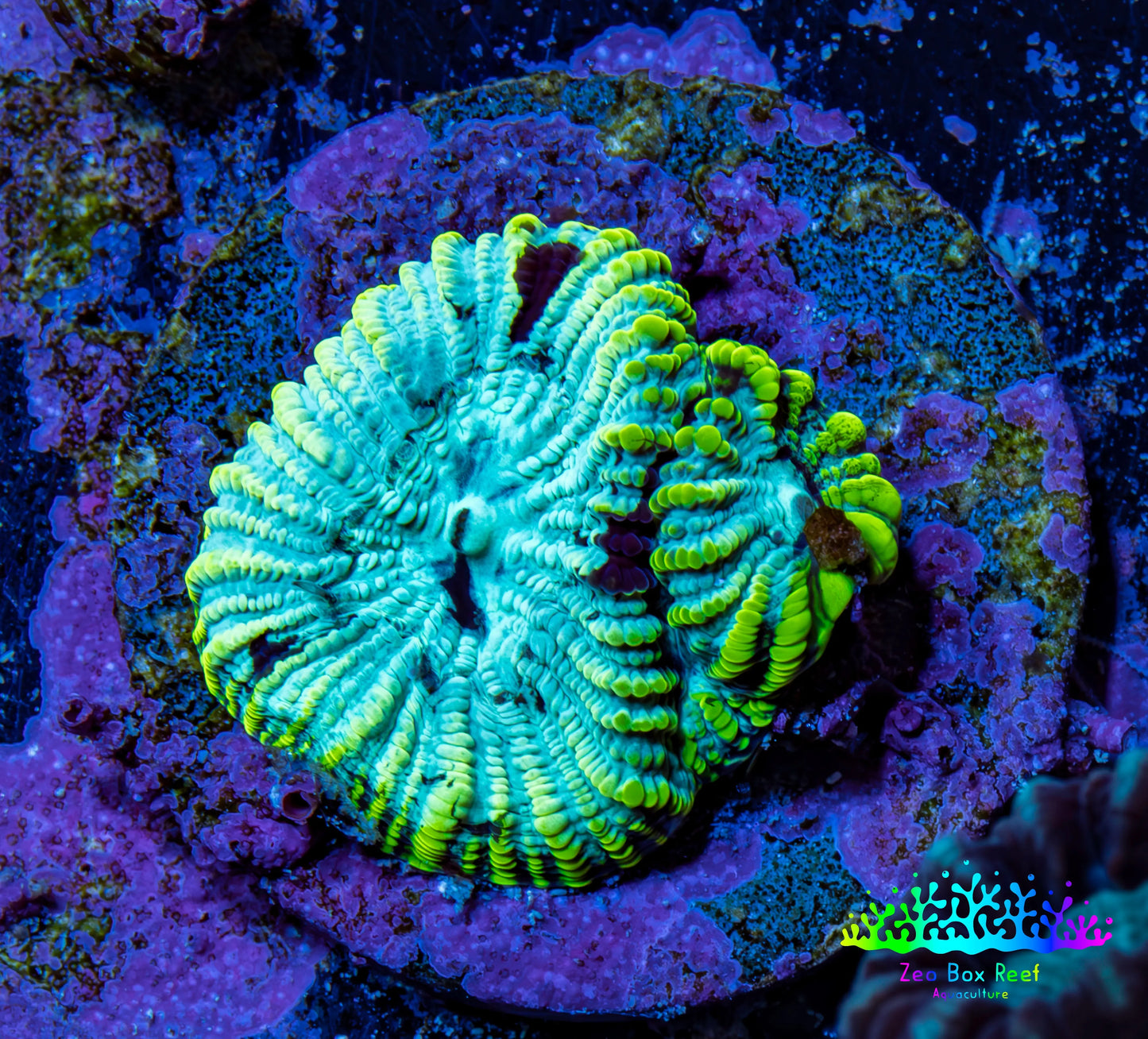 Favia Coral - Favia Frag WYSIWYG Favia Coral - Favia Frag WYSIWYG Aquarium Decor Favia Coral - Favia Frag WYSIWYG Zeo Box Reef