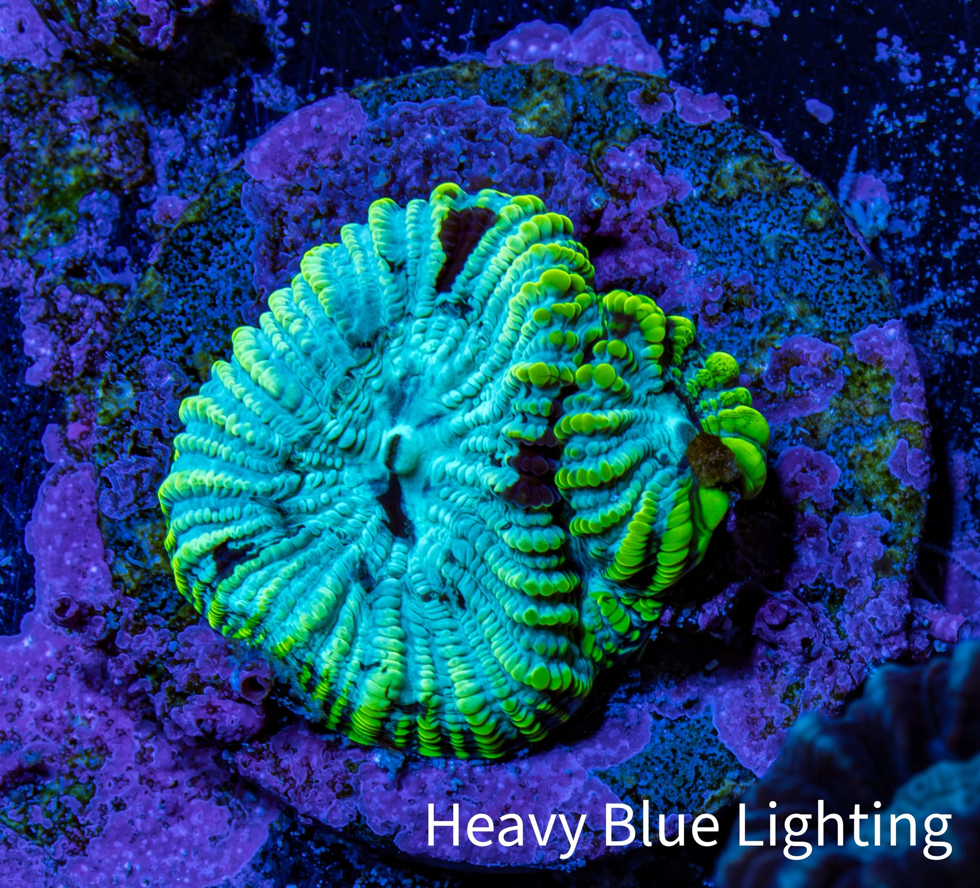 Favia Coral - Favia Frag WYSIWYG Favia Coral - Favia Frag WYSIWYG Aquarium Decor Favia Coral - Favia Frag WYSIWYG Zeo Box Reef