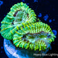 Favia Coral-- Favia Frag Favia Coral-- Favia Frag Aquarium Decor Favia Coral-- Favia Frag Zeo Box Reef