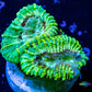 Favia Coral-- Favia Frag Favia Coral-- Favia Frag Aquarium Decor Favia Coral-- Favia Frag Zeo Box Reef