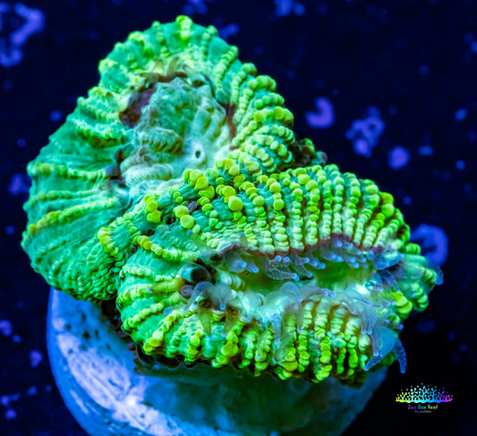 Favia Coral-- Favia Frag Favia Coral-- Favia Frag Aquarium Decor Favia Coral-- Favia Frag Zeo Box Reef