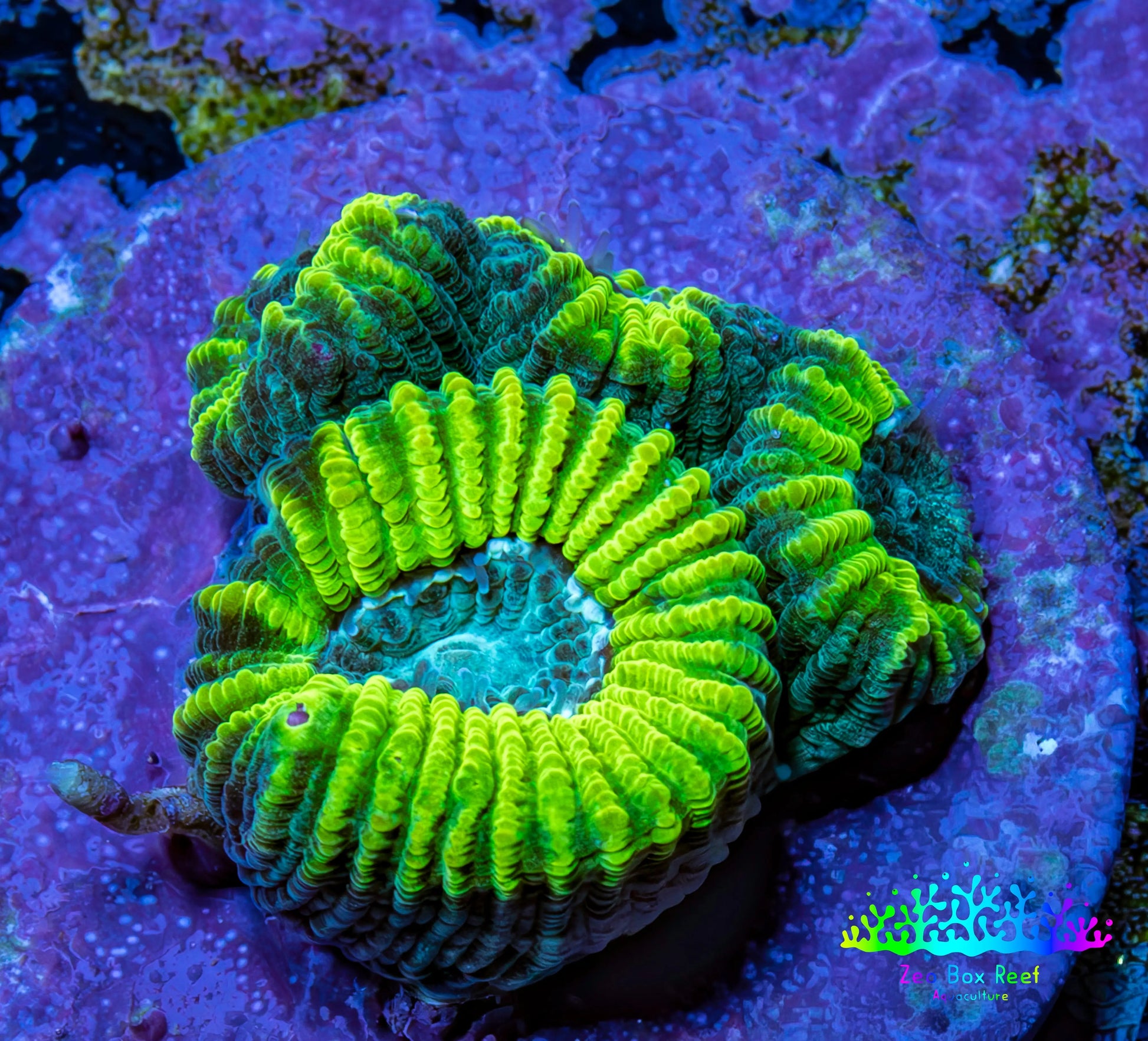 Favia Coral - Myan Sunset Favia Frag Favia Coral - Myan Sunset Favia Frag Aquarium Decor Favia Coral - Myan Sunset Favia Frag Zeo Box Reef