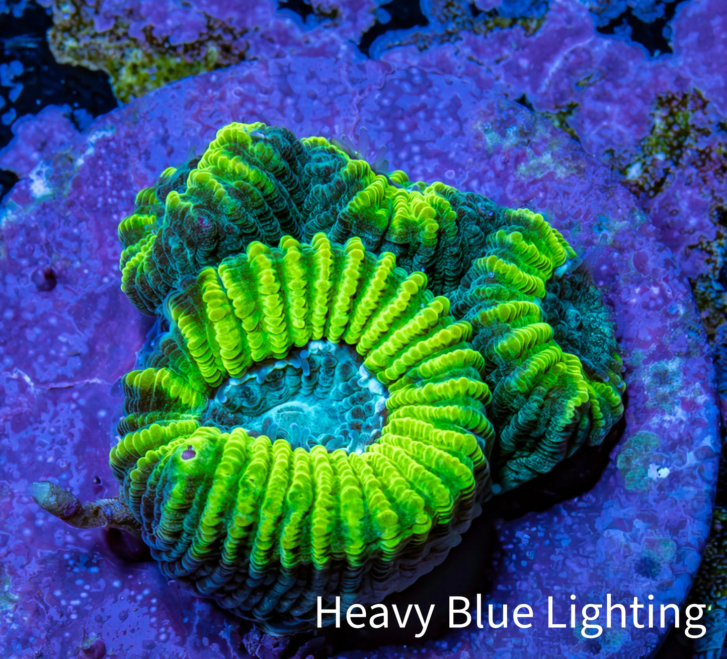 Favia Coral - Myan Sunset Favia Frag Favia Coral - Myan Sunset Favia Frag Aquarium Decor Favia Coral - Myan Sunset Favia Frag Zeo Box Reef