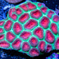 Favia Coral- Ultra 9cm WYSIWYG Favia Coral- Ultra 9cm WYSIWYG Aquarium Decor Favia Coral- Ultra 9cm WYSIWYG Zeo Box Reef