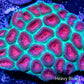Favia Coral- Ultra 9cm WYSIWYG Favia Coral- Ultra 9cm WYSIWYG Aquarium Decor Favia Coral- Ultra 9cm WYSIWYG Zeo Box Reef