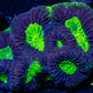 Favia Coral- Ultra Dragon Soul Favia 4cm WYSIWYG Favia Coral- Ultra Dragon Soul Favia 4cm WYSIWYG Aquarium Decor Favia Coral- Ultra Dragon Soul Favia 4cm WYSIWYG Zeo Box Reef