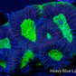 Favia Coral- Ultra Dragon Soul Favia 4cm WYSIWYG Favia Coral- Ultra Dragon Soul Favia 4cm WYSIWYG Aquarium Decor Favia Coral- Ultra Dragon Soul Favia 4cm WYSIWYG Zeo Box Reef