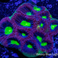 Favia Coral- Ultra Dragon Soul Favia 6cm WYSIWYG Favia Coral- Ultra Dragon Soul Favia 6cm WYSIWYG Aquarium Decor Favia Coral- Ultra Dragon Soul Favia 6cm WYSIWYG Zeo Box Reef