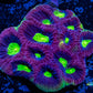 Favia Coral- Ultra Dragon Soul Favia 6cm WYSIWYG Favia Coral- Ultra Dragon Soul Favia 6cm WYSIWYG Aquarium Decor Favia Coral- Ultra Dragon Soul Favia 6cm WYSIWYG Zeo Box Reef