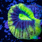 Favia Coral-- Ultra Dragon Soul Favia Frag WYSIWYG Favia Coral-- Ultra Dragon Soul Favia Frag WYSIWYG Aquarium Decor Favia Coral-- Ultra Dragon Soul Favia Frag WYSIWYG Zeo Box Reef