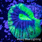 Favia Coral-- Ultra Dragon Soul Favia Frag WYSIWYG Favia Coral-- Ultra Dragon Soul Favia Frag WYSIWYG Aquarium Decor Favia Coral-- Ultra Dragon Soul Favia Frag WYSIWYG Zeo Box Reef