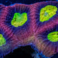 Favia Coral- Ultra Red Dragon Soul Favia 4cm WYSIWYG Favia Coral- Ultra Red Dragon Soul Favia 4cm WYSIWYG Aquarium Decor Favia Coral- Ultra Red Dragon Soul Favia 4cm WYSIWYG Zeo Box Reef