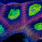 Favia Coral- Ultra Red Dragon Soul Favia 4cm WYSIWYG Favia Coral- Ultra Red Dragon Soul Favia 4cm WYSIWYG Aquarium Decor Favia Coral- Ultra Red Dragon Soul Favia 4cm WYSIWYG Zeo Box Reef