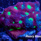 Favites Coral - WYSIWYG Frag Favites Coral - WYSIWYG Frag Aquarium Decor Favites Coral - WYSIWYG Frag Zeo Box Reef