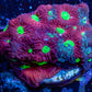 Favites Coral - WYSIWYG Frag Favites Coral - WYSIWYG Frag Aquarium Decor Favites Coral - WYSIWYG Frag Zeo Box Reef